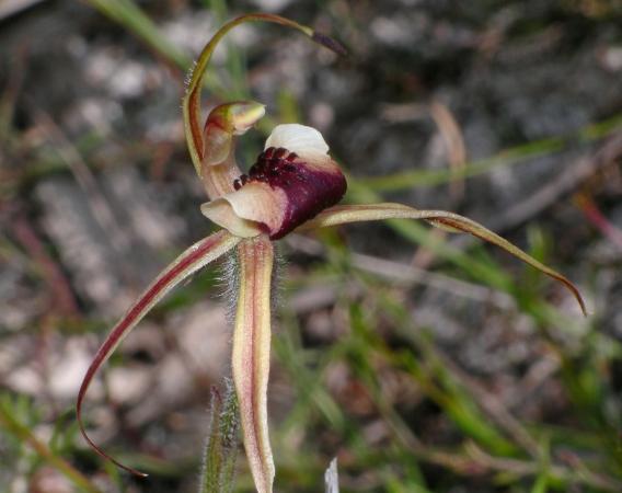Arachnorchis clavigera - Plain Lip Spider Orchid.jpg
